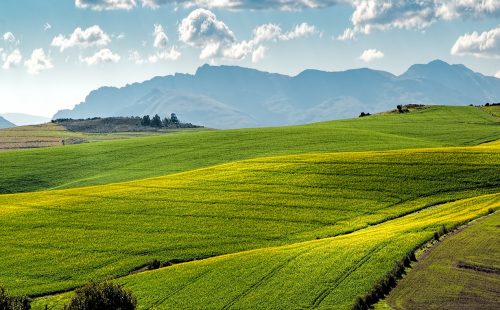canola-fields-1911392_1280